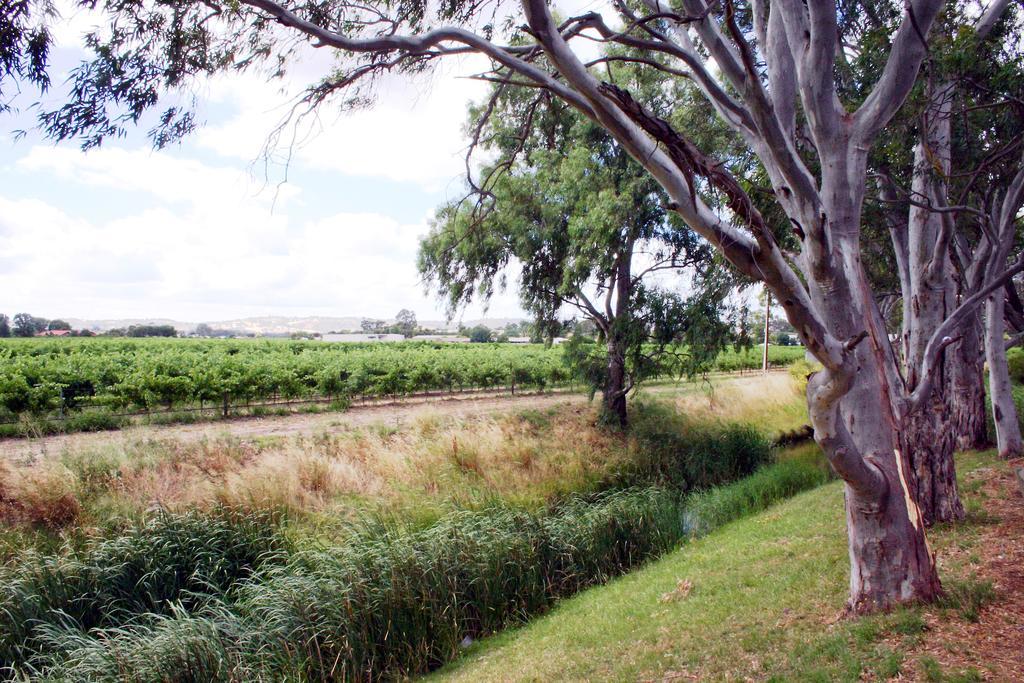 Vine Inn Barossa Nuriootpa Kültér fotó