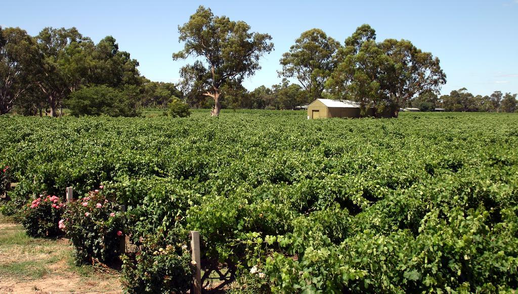 Vine Inn Barossa Nuriootpa Kültér fotó